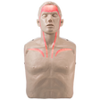 BRAYDEN Pulse CPR Manikin With Lights